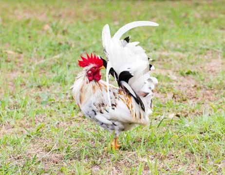 White bantam Stock Photos