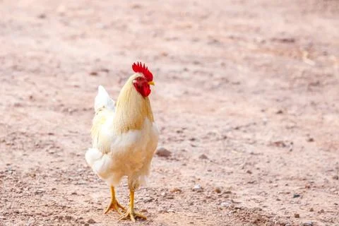 White bantam Stock Photos
