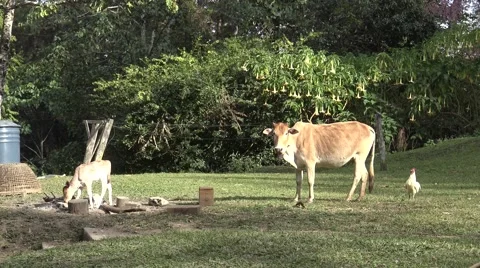 White bantam  tried to jump up on the behind of the cow. Video stock 61020544