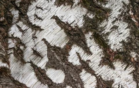 White bark of a birch tree. Stock Photos