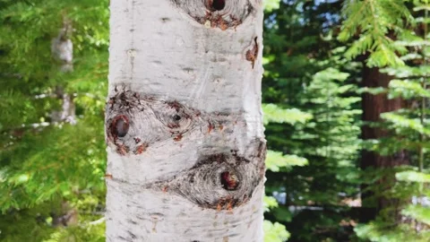 White Bark Close Up Stock Footage 188808299