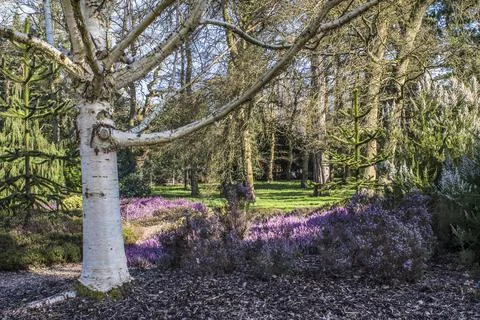 White bark of silver birch tree Foto stock