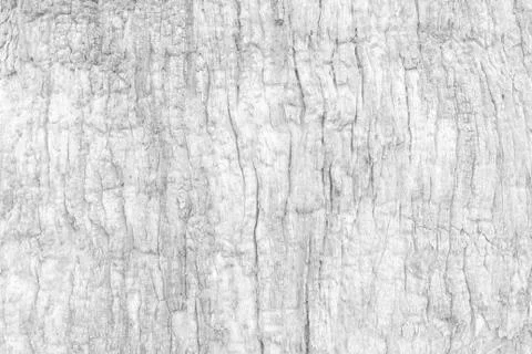 White Bark Texture Background. Foto stock