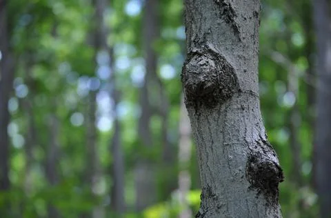 White bark tree closeup with forest in background Foto stock