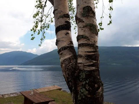 White bark on trees against the backdrop of the blue fjord Stock Photos