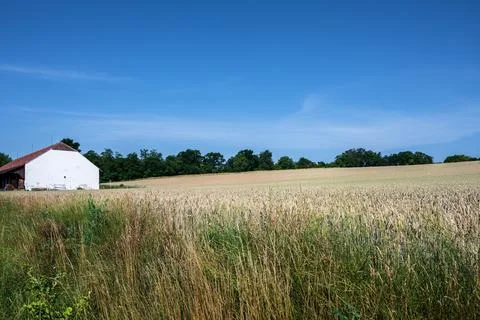 White barn by golden fields. Stock Photos