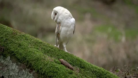 White barn owl is standing on a mossy root Stock-Footage 305992049