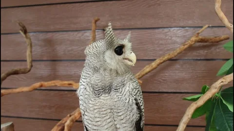White barred eagle owl (bubo sumatranus) is blinking one eye Stock Footage 343785580