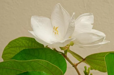 White Bauhinia Stock Photos