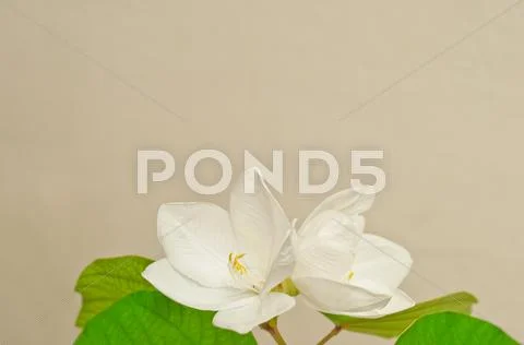 White Bauhinia Stock Photos