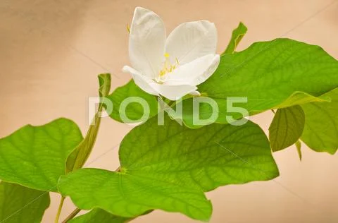 White Bauhinia Stock Photos