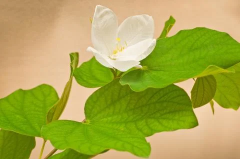 White Bauhinia 스톡 사진