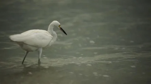 White beach bird Stock Footage 81375638