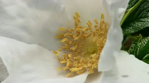 White beach rose Cape Cod Stock Footage 12073646