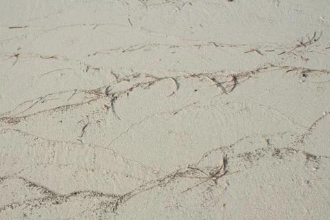 White beach sand texture with pine leave Stock Photos