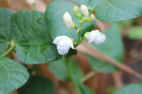 White bean flowers Stock Photos