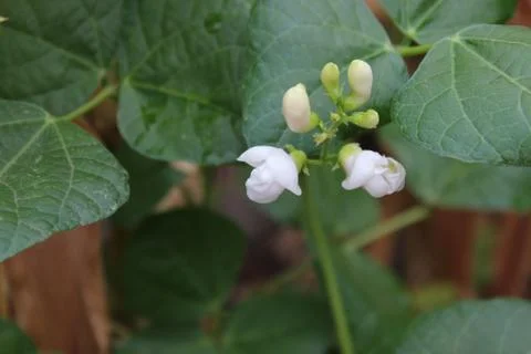 White bean flowers Stock Photos