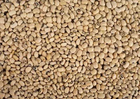 White bean on white background Stock Photos