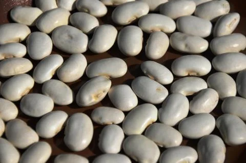 White beans  Stock Photos