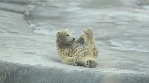 White bear baby Stock Footage 50518218