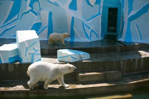 White bear with a bear cub in the zoo Stock Photos