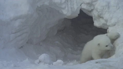 A white bear cub goes out from a lair (flat) Stock Footage 61311077