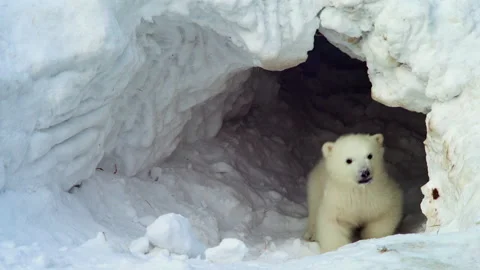 A white bear cub goes out from a lair Stock Footage 149658447