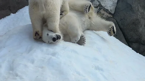 White bear cubs playing Stock Footage 64951394