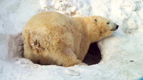 A white bear digs a lair Stock Footage 149658808