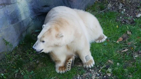 White bear Stock Footage 94129197