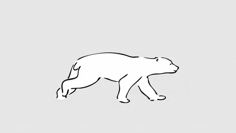 White Bear Stock Footage 241257159