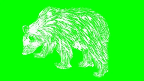 White bear green screen animation Stock Footage 172461664