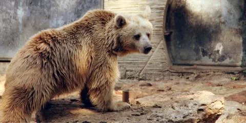 White bear Stock Photos