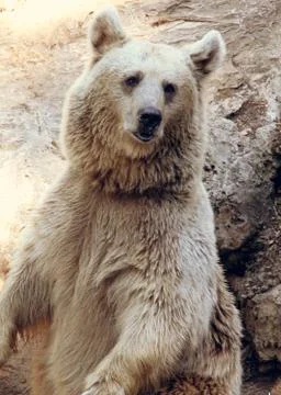 White bear Stock Photos