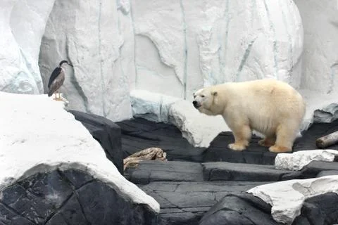 White Bear Stock Photos