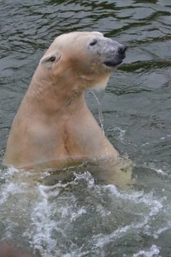 White bear Stock Photos