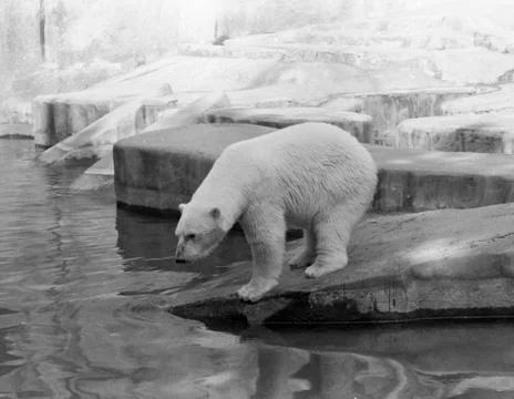 White bear Stock Photos