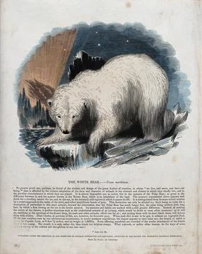 A white bear (Polar bear) standing on an ice floe. Coloured wood engraving .. Stock Illustration