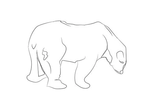 White bear stands, line, vector Stock Illustration