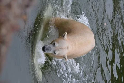 White bear swims Stock Photos