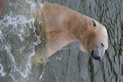 White bear in water Stock Photos