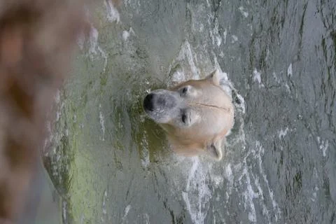 White bear in the water Stock Photos