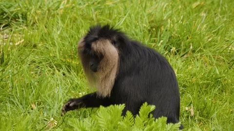 White beard monkey Stock Footage 238950835