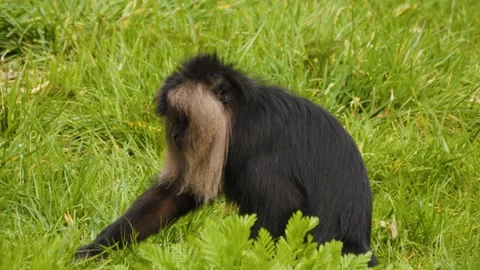 White beard monkey  Stock Footage 238952537