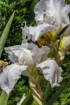 White bearded iris in bloom Stock Photos