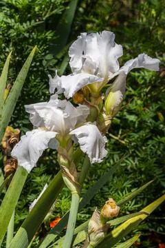 White bearded iris closeup Stock Photos