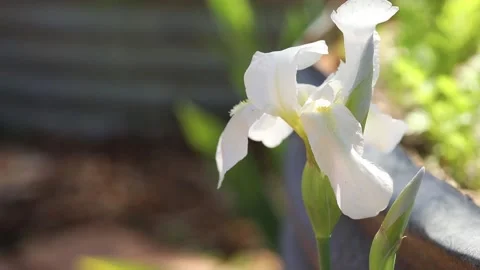 White bearded iris flower gently blowing in the breeze in cottage garden Stock Footage 160637808