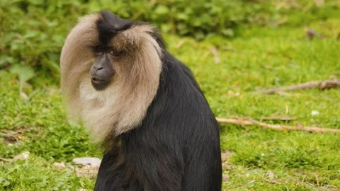 A White bearded monkey  Stock Footage 238888956