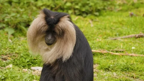 White bearded monkey Stock Footage 238989569