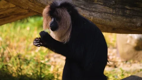  A White bearded monkey Stock Footage 253259340